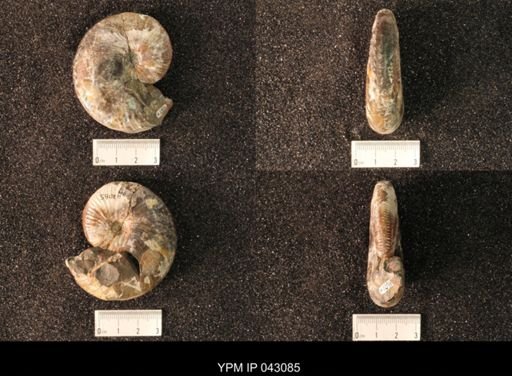 Hoploscaphites nicolletii