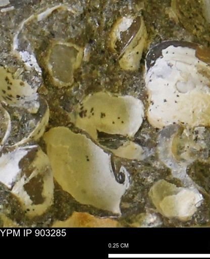 undet. Mollusca