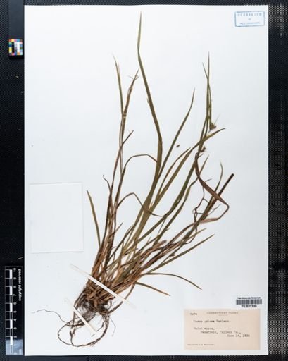 Carex grisea