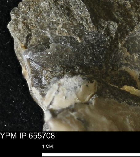 Oxytoma (Hypoxytoma) nebrascana