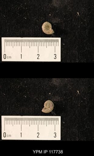 undet. Gastropoda
