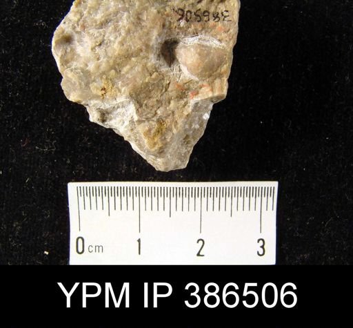 Leptelloidea septata
