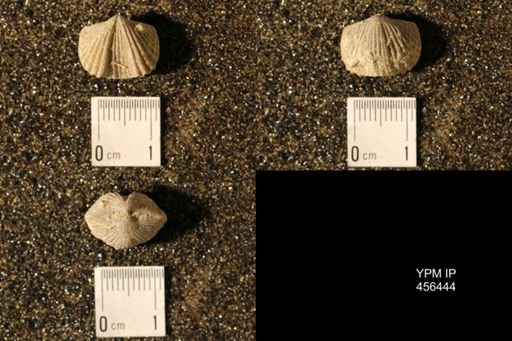 Platystrophia biforata