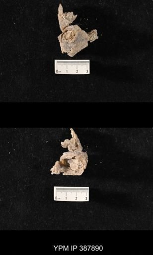 Hercosia sp.