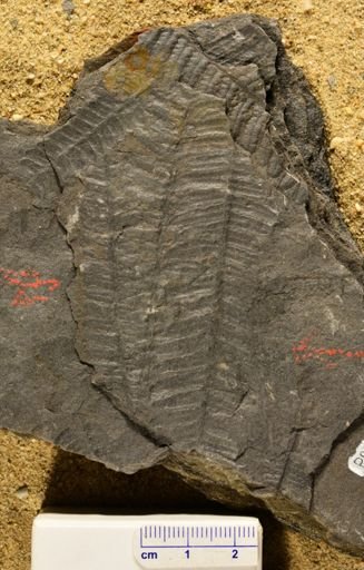 Pecopteris sp.