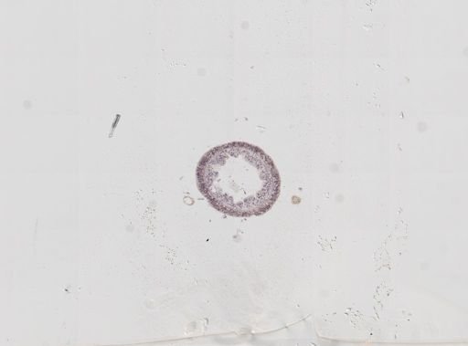 Hydra oligactis