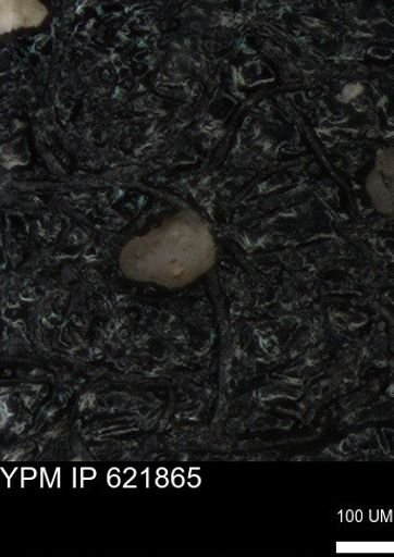 undet. Foraminiferida