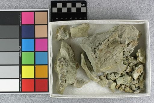 Elomeryx sp.