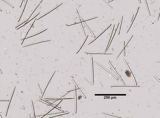 Iophon nigricans