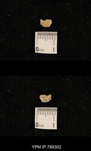 taxon undetermined