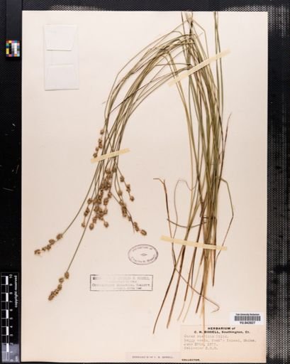 Carex sterilis