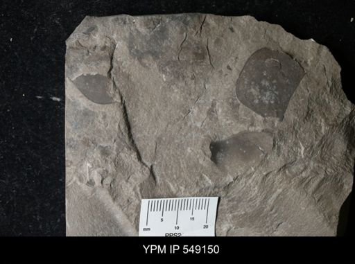 Eurypterus sp.