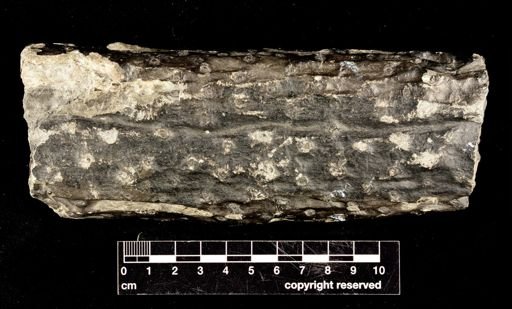 Stigmaria sp.