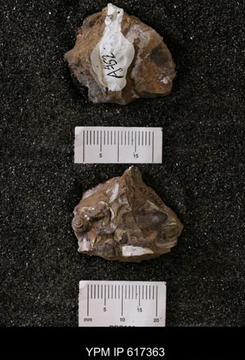 Phelopteria linguaeformis