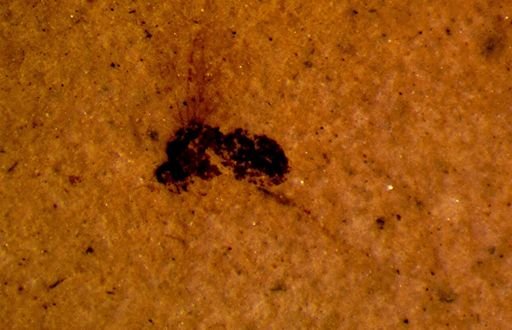 undet. Diptera