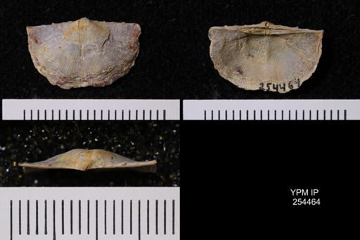 Chonetes granulifer