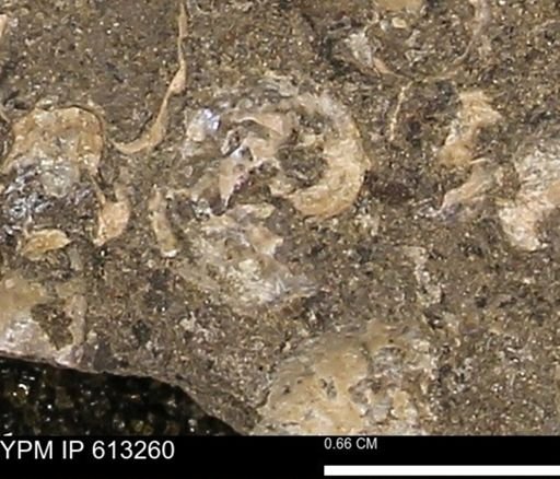 Scaphites sp.