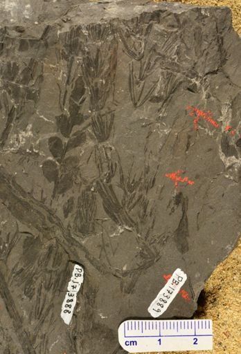 Asterophyllites sp.