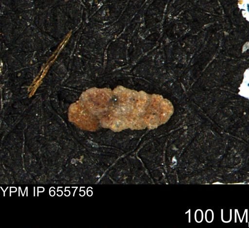 undet. Foraminiferida