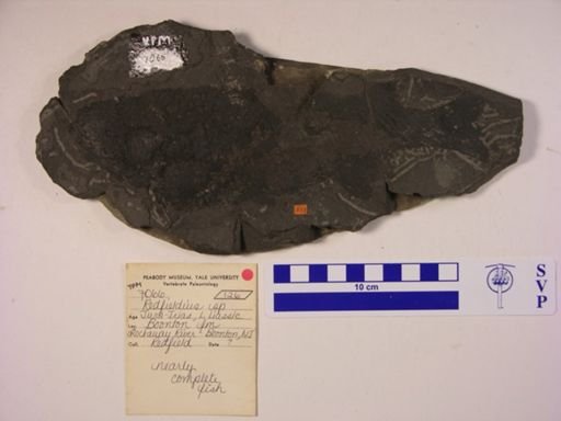 Redfieldia sp.