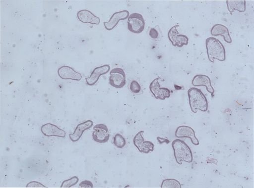Apis mellifera