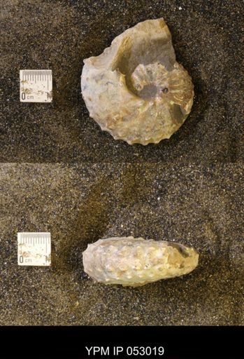 Discoscaphites gulosus