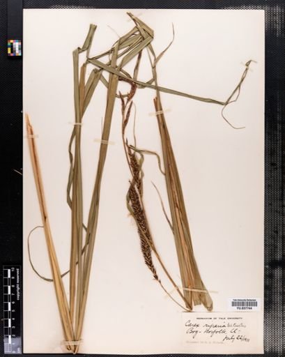 Carex riparia