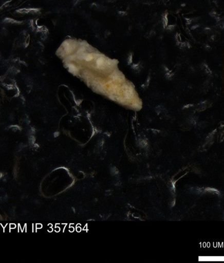 undet. Foraminiferida