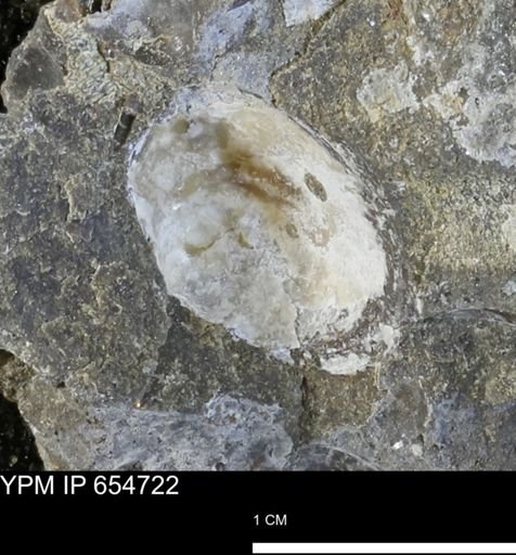 Dosiniopsis deweyi