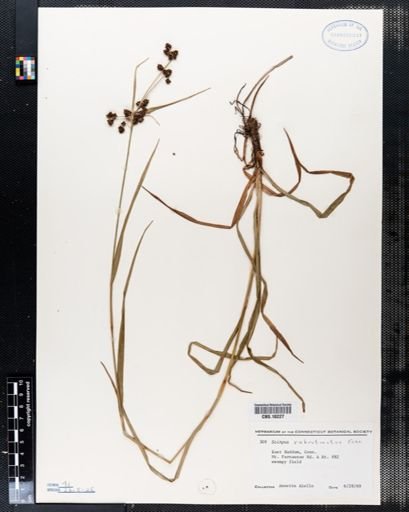 Scirpus rubrotinctus