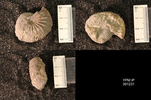 Scaphitidae