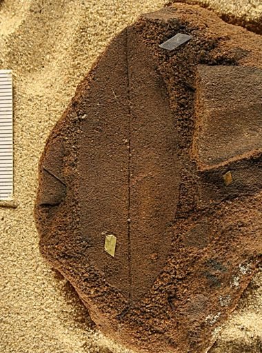 Angiospermopsida