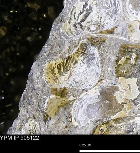 Corbulamella?