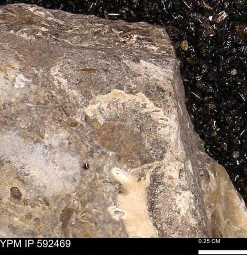 undet. Ammonoidea