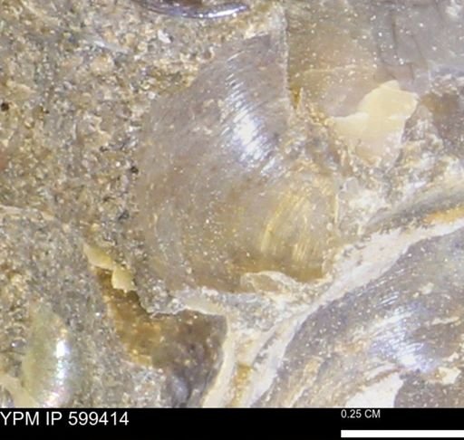 Protocardia subquadrata