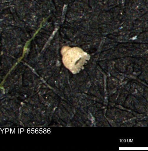 Clathrocyclas (Clathrocyclas) irrasa