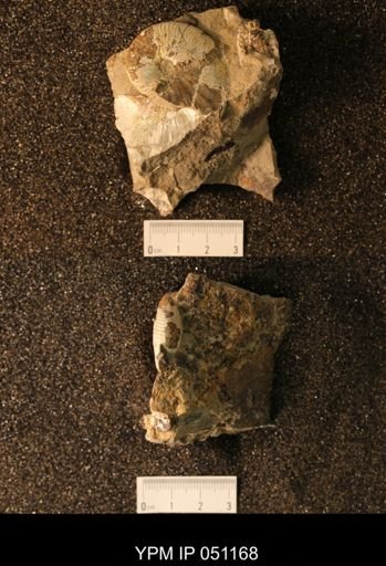 Hoploscaphites nicolletii