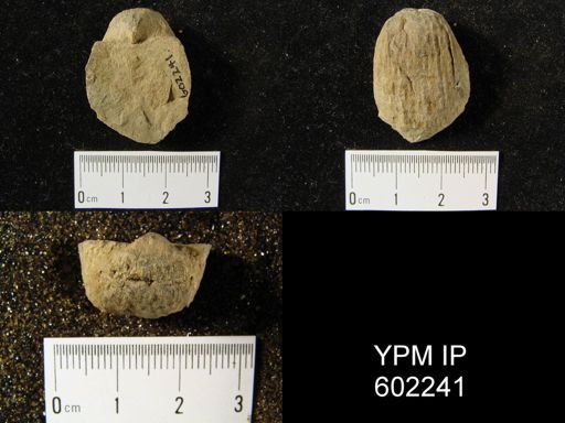 Productella arctirostrata