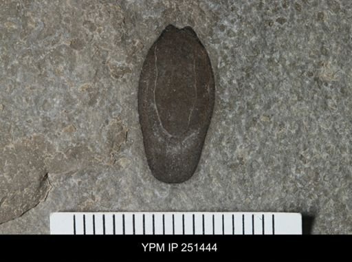 Acutiramus sp.