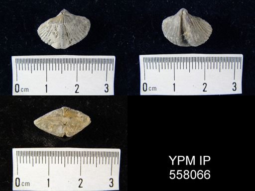 Spinocyrtia?
