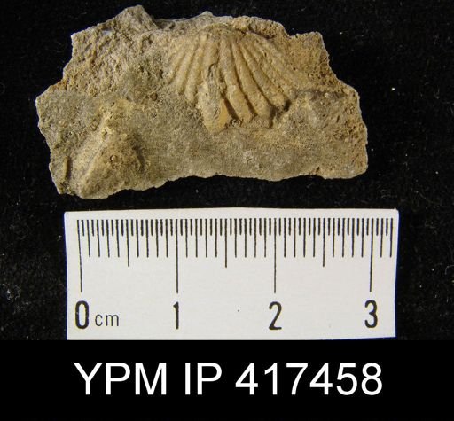 Spirifer cyclopterus