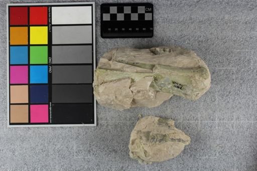 Hyracodon sp.