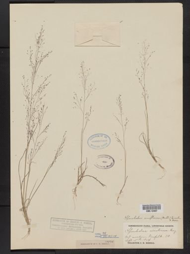 Muhlenbergia uniflora