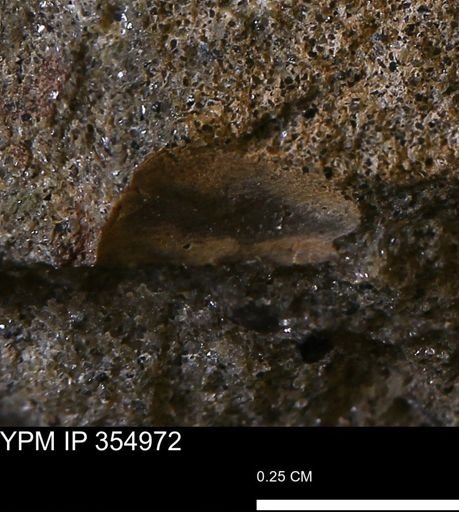 undet. Mollusca