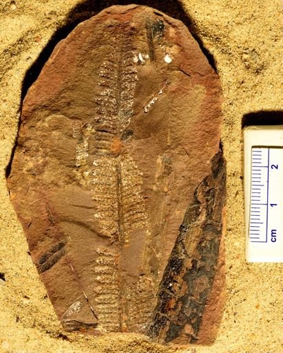 Pecopteris