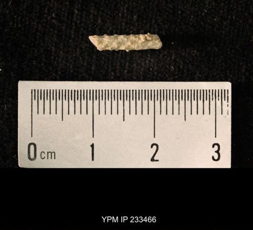 Archaeocidaris sp.