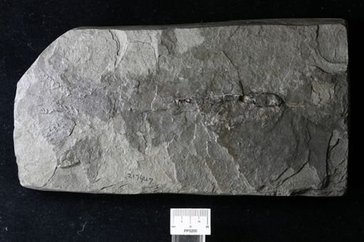 Belemnoteuthis antiqua