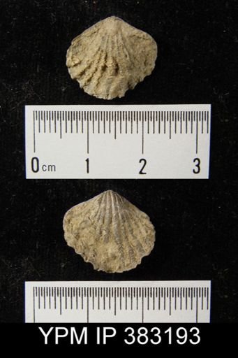 undet. Atrypida