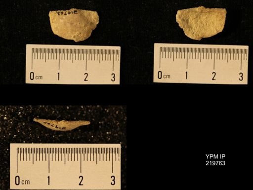 Chonetes granulifer