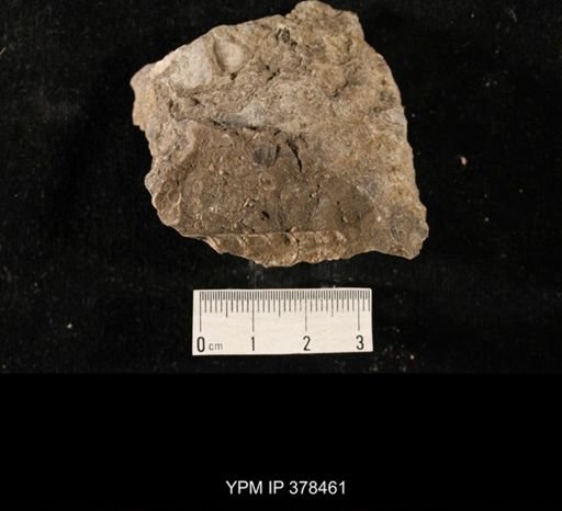 undet. Orthocerida